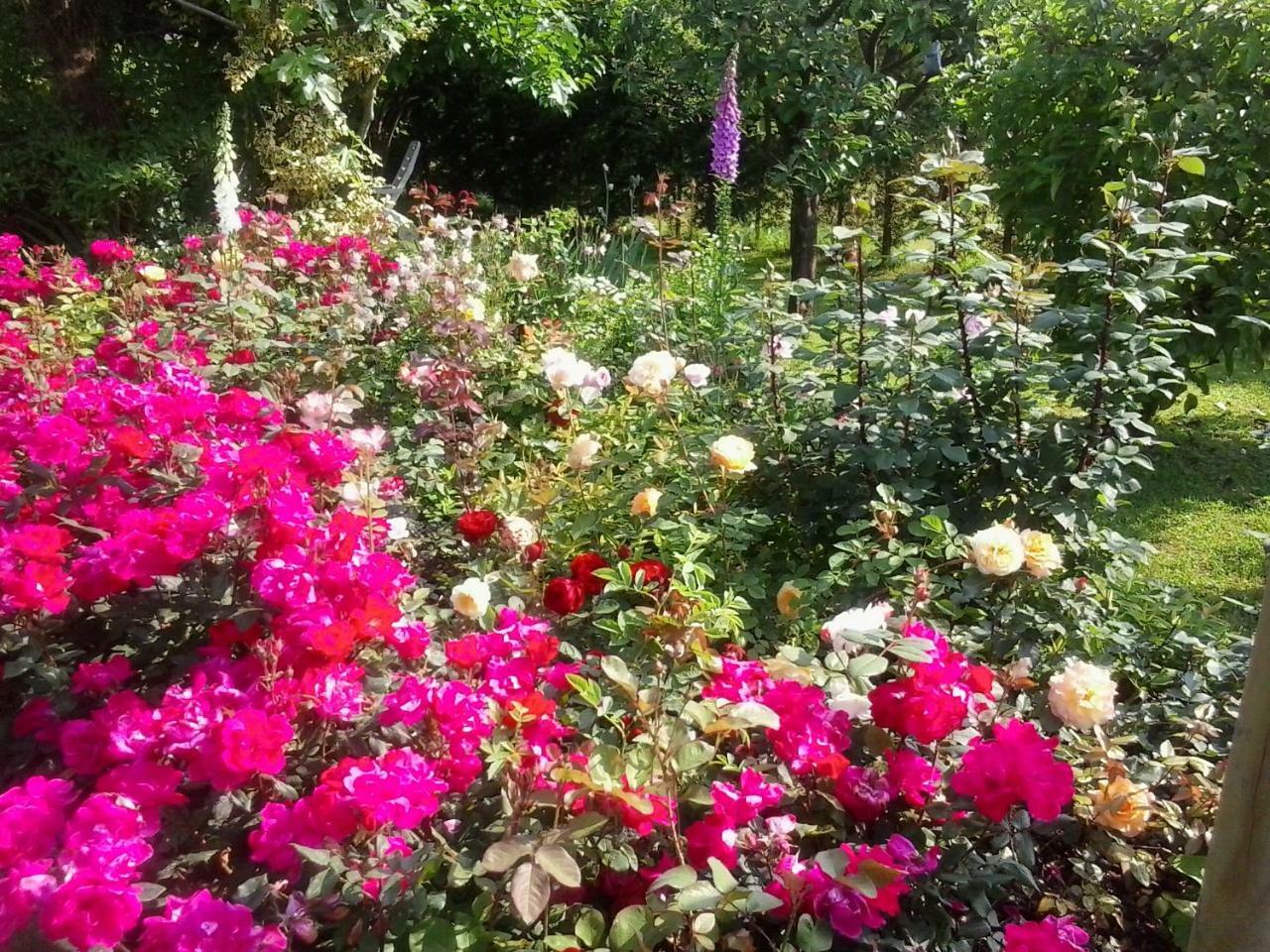 Green Rose Cesiomaggiore Dış mekan fotoğraf